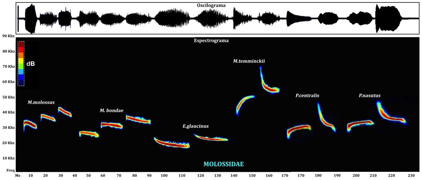 Caracterización acústica: espectrograma y oscilograma